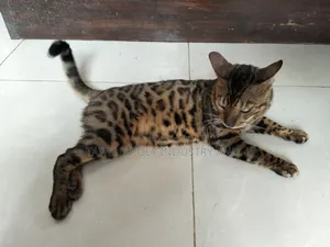 ১+ বছরের পুরুষ বিশুদ্ধ জাতের বেঙ্গল বিড়াল