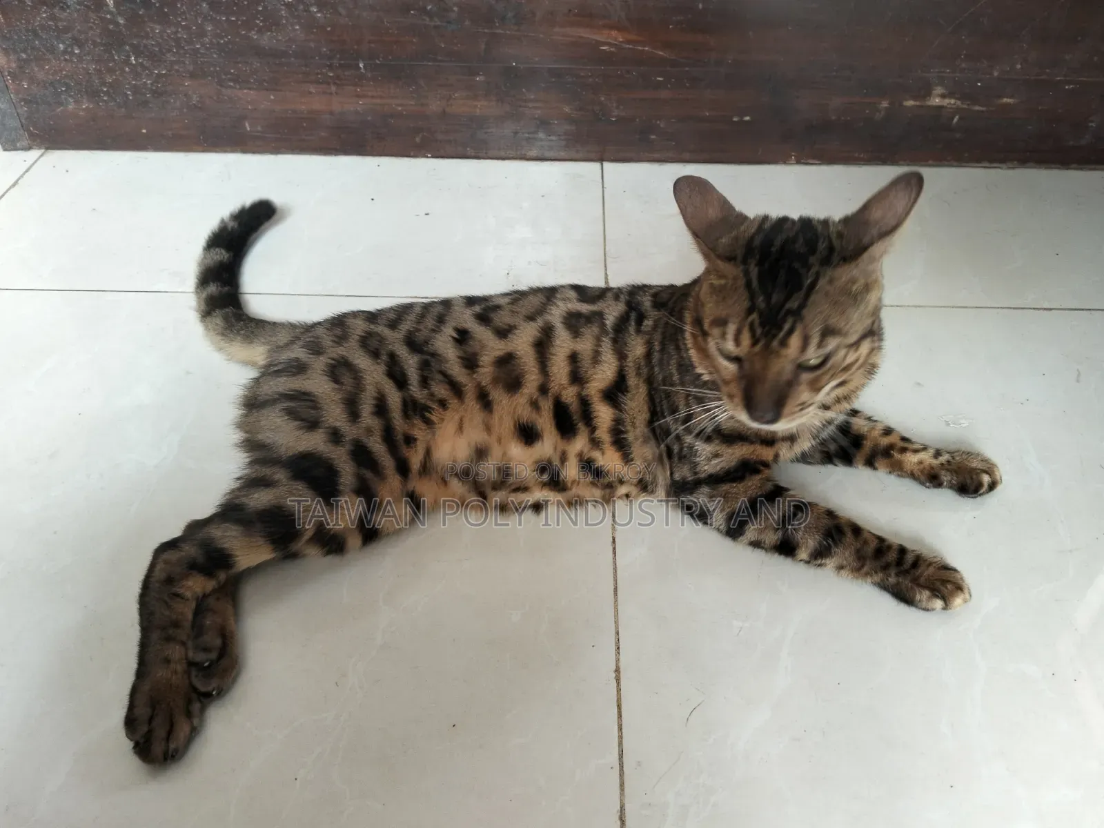 1+ Year Male Purebred Bengal