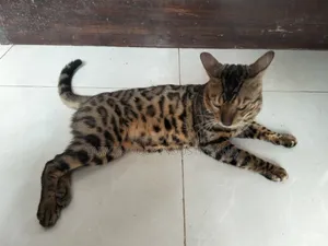 1+ Year Male Purebred Bengal