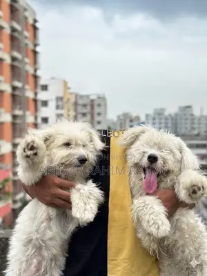 1+ Year Male Purebred Lhasa Apso