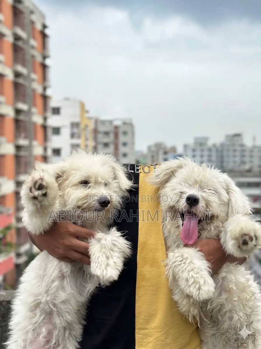 1+ Year Male Purebred Lhasa Apso