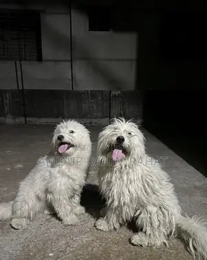 1+ Year Male Purebred Lhasa Apso
