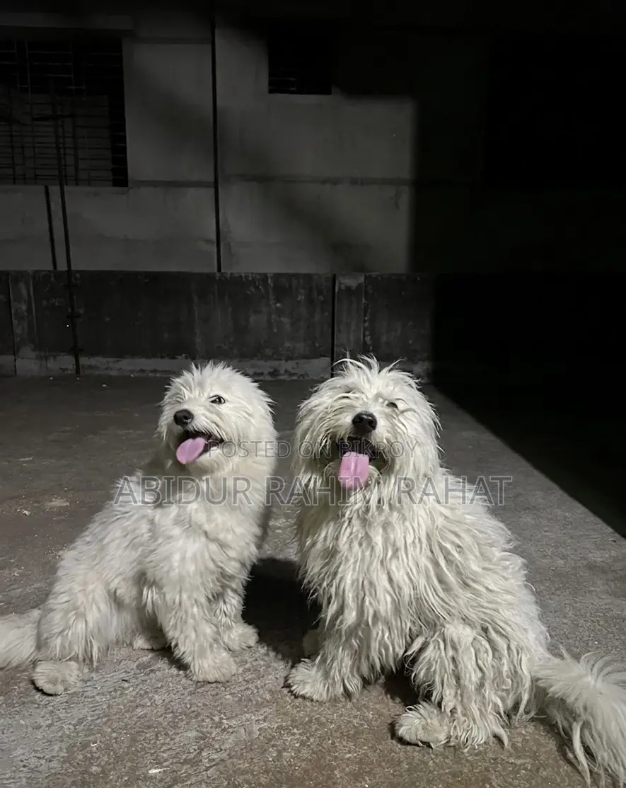 1+ Year Male Purebred Lhasa Apso
