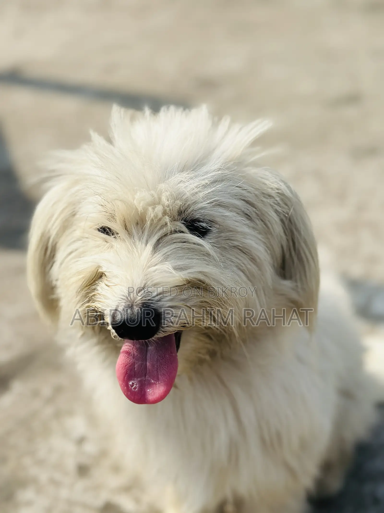 1+ Year Male Purebred Lhasa Apso
