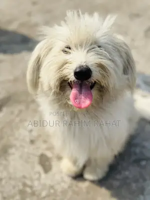1+ Year Male Purebred Lhasa Apso