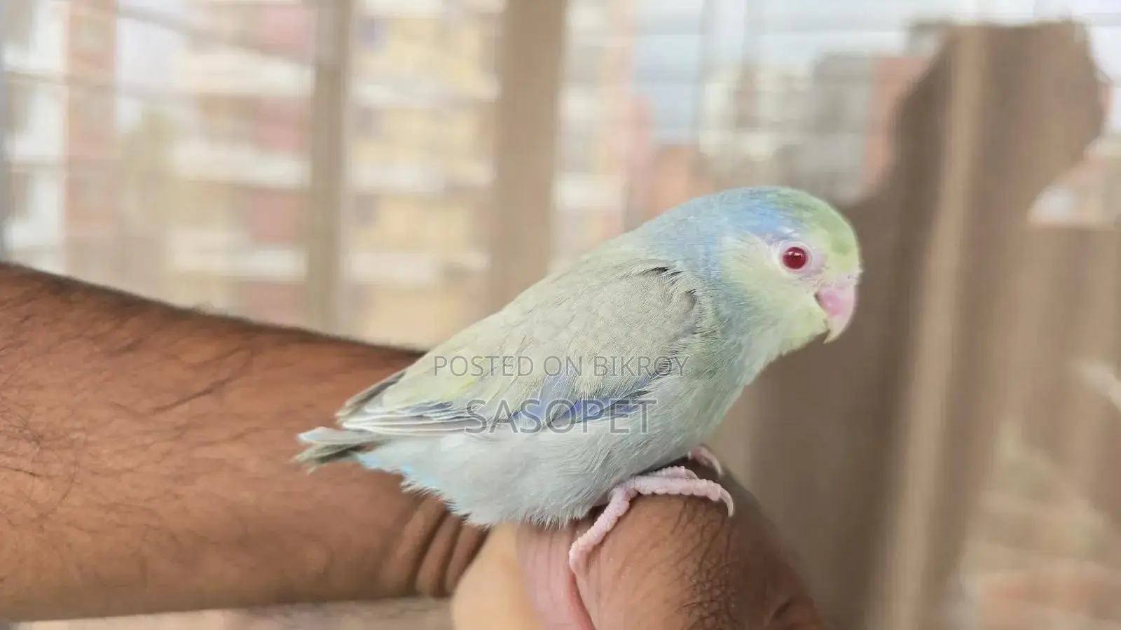 Gray Tq Fallow Female