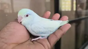 Am Tq Fallow Male