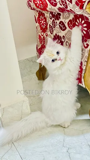 6-12 Months Male Purebred Persian
