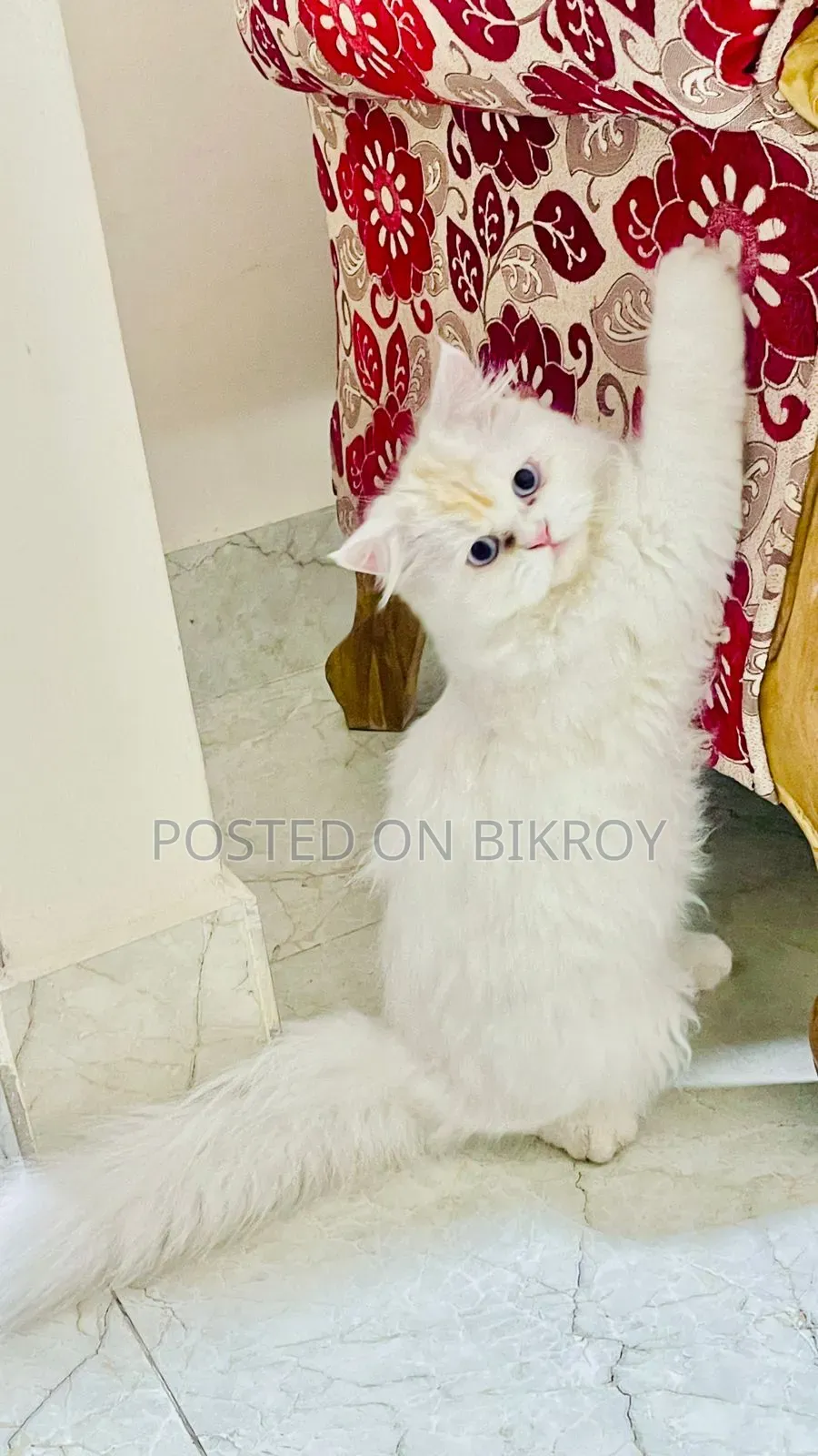 6-12 Months Male Purebred Persian