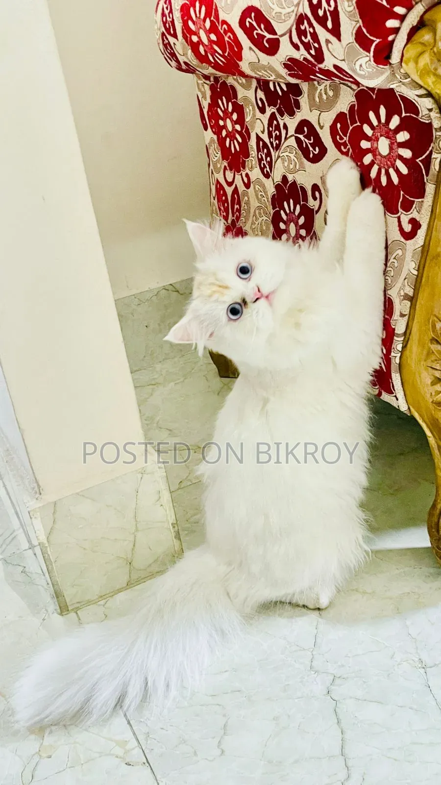 6-12 Months Male Purebred Persian