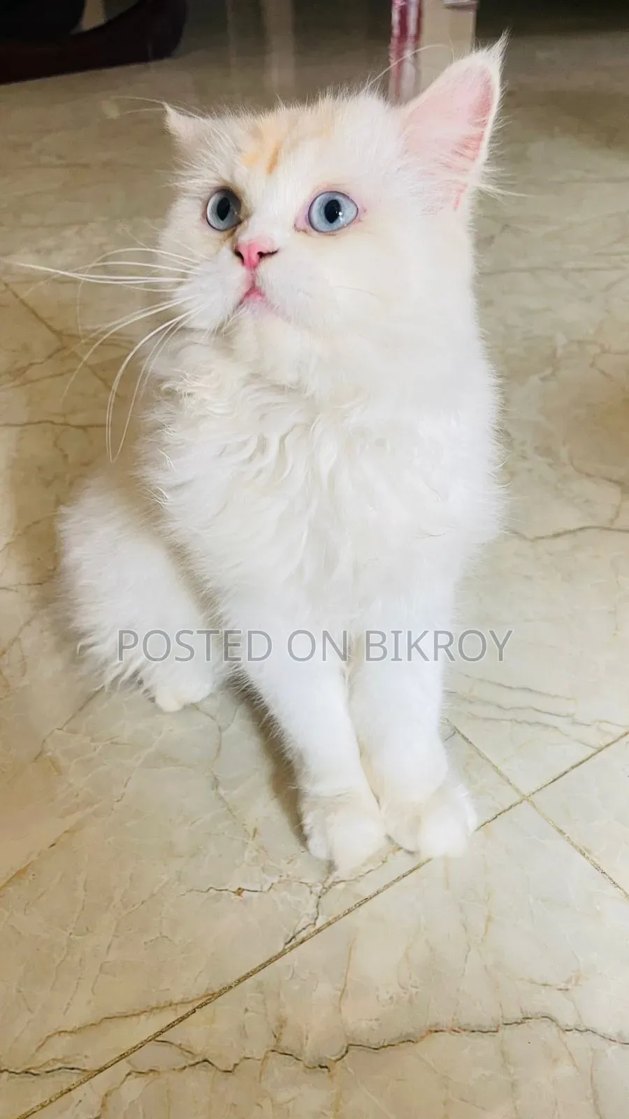 6-12 Months Male Purebred Persian