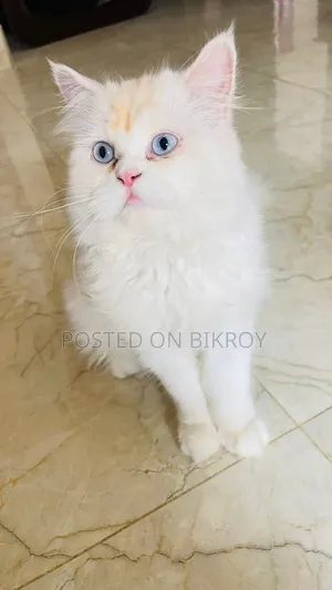 6-12 Months Male Purebred Persian