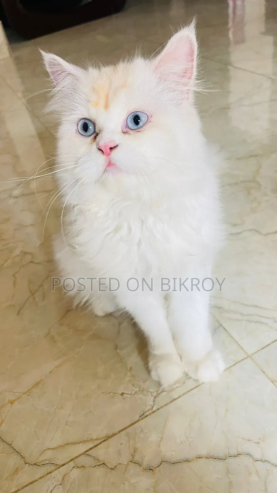 6-12 Months Male Purebred Persian