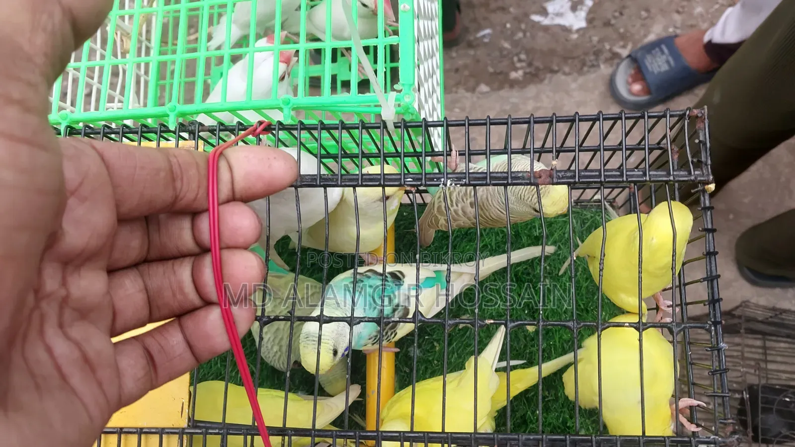 Running Bajigar