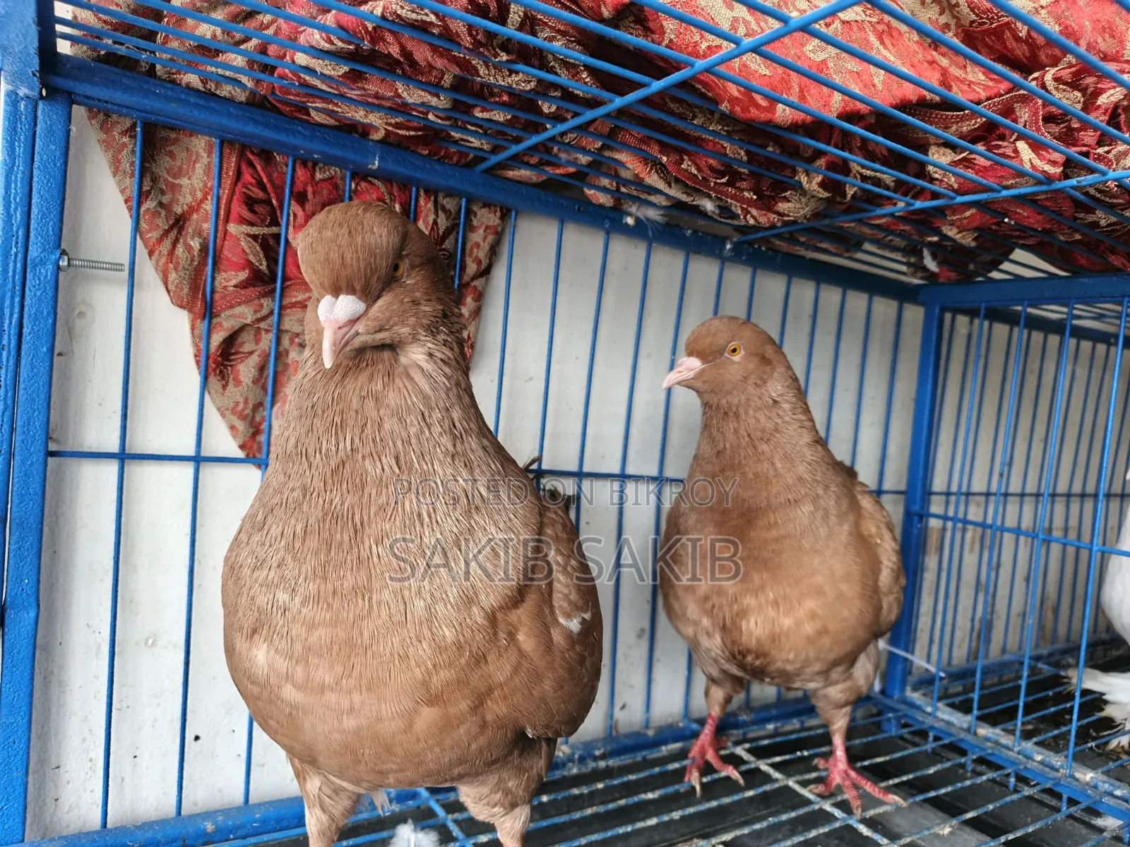 কিং কবুতর (একজোড়া কিং কবুতর)