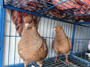 কিং কবুতর (একজোড়া কিং কবুতর)
