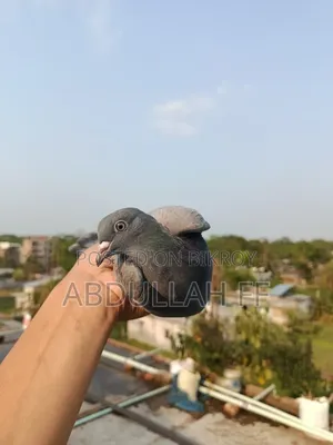 Pigeon for sale