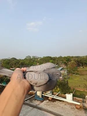 Pigeon for sale