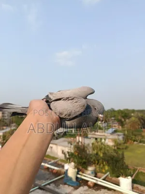 Pigeon for sale