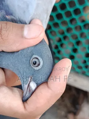 Pigeon for sale