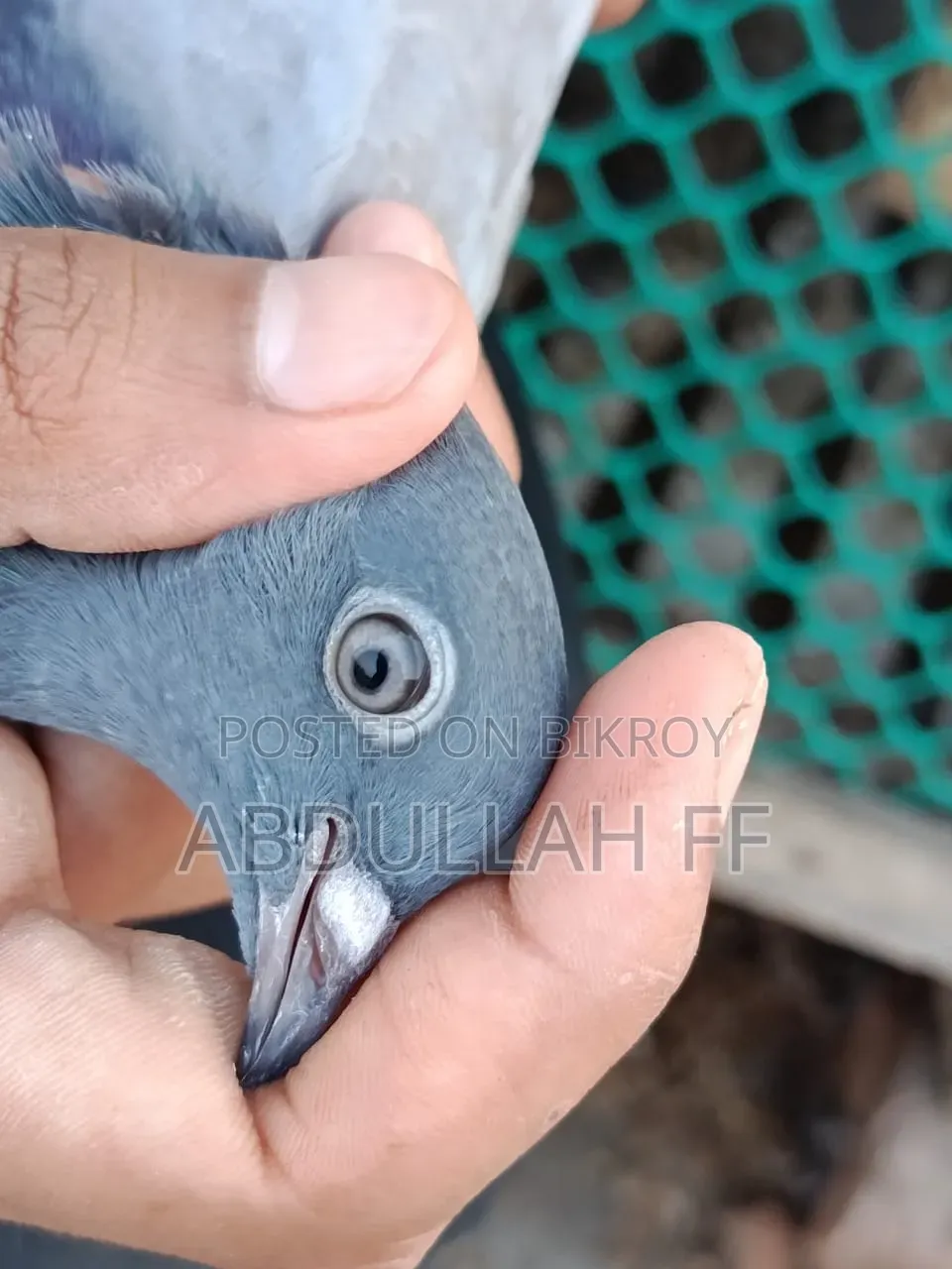 Pigeon for sale