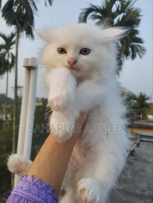 1-3 Months Male Purebred Persian