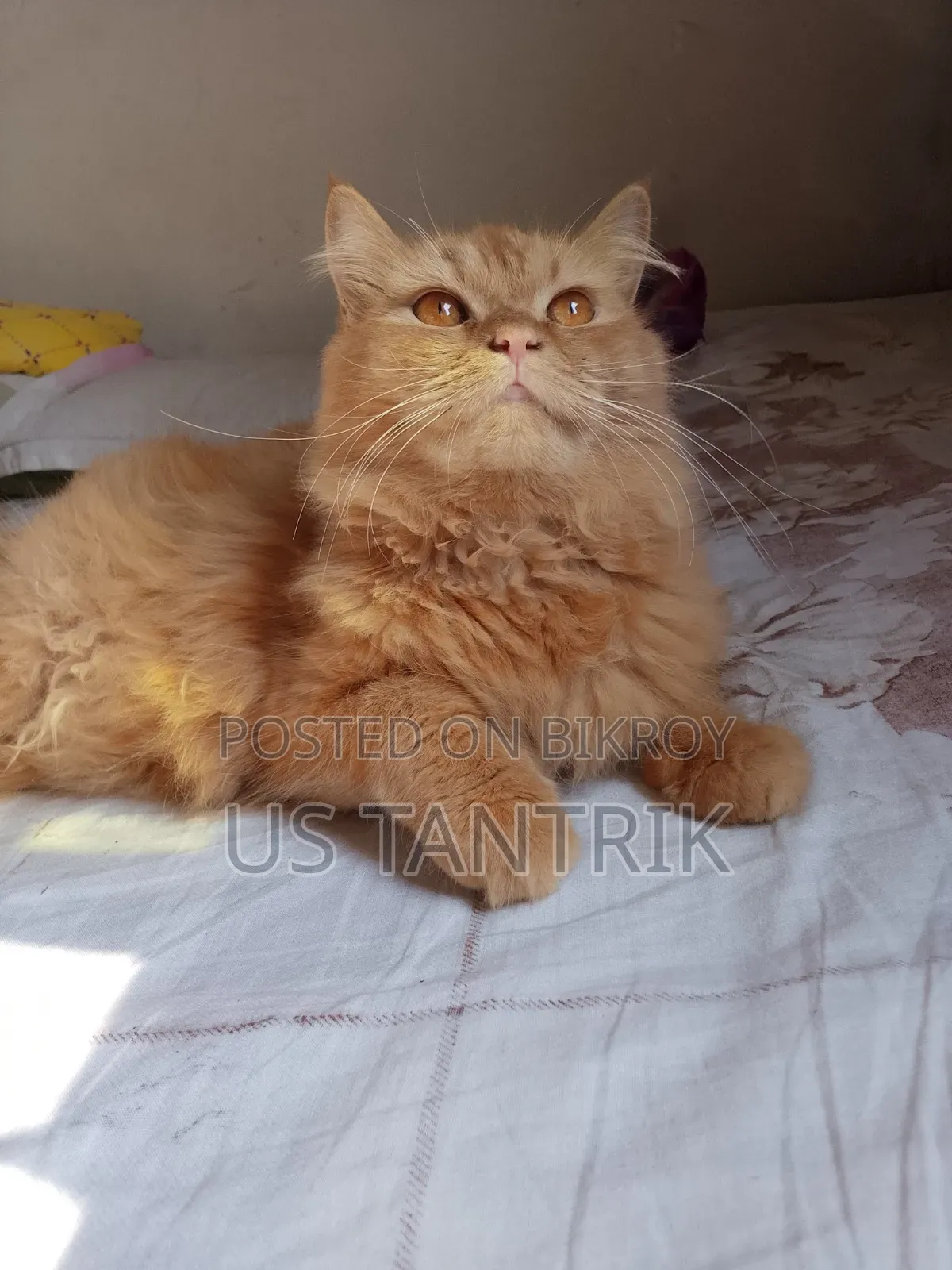 6-12 Months Female Purebred Persian Cat