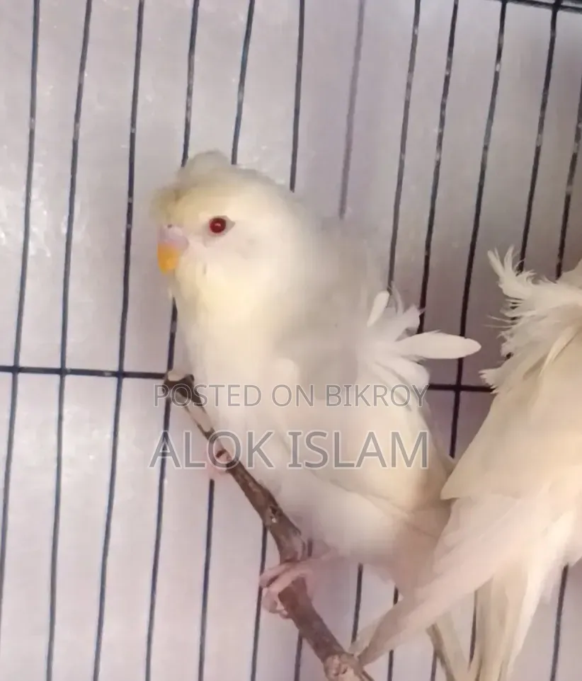 রেড আই জেপি মেল