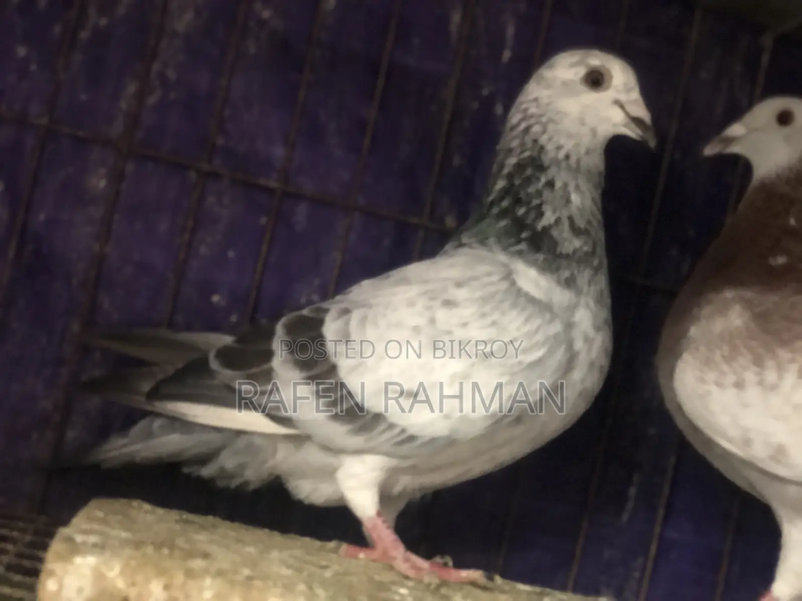 গ্রিজেল কোবুতর