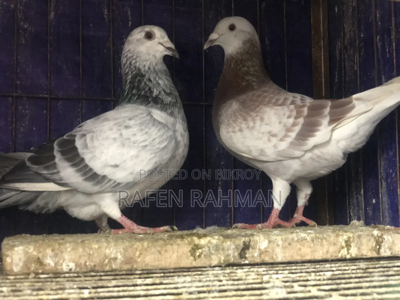 গ্রিজেল কোবুতর