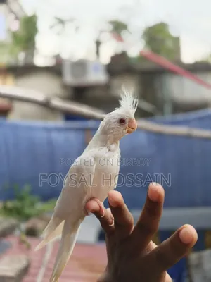 Albino Cockatiel Red Eye