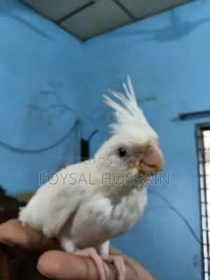 Albino Cockatiel Red Eye