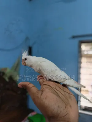 Albino Cockatiel Red Eye
