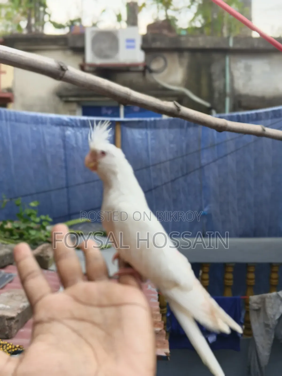 Albino Cockatiel Red Eye