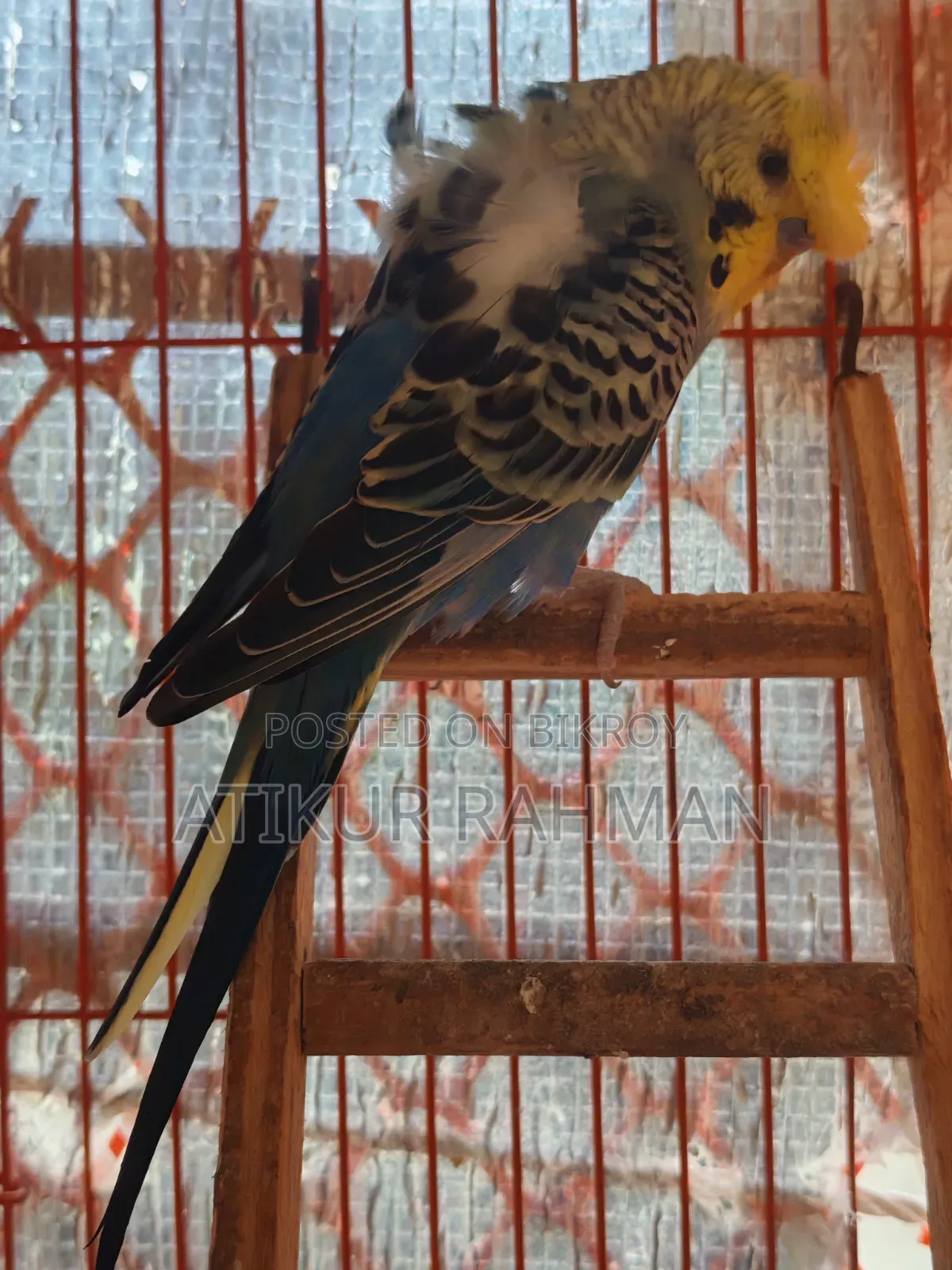 1 piece JP male bird for sale