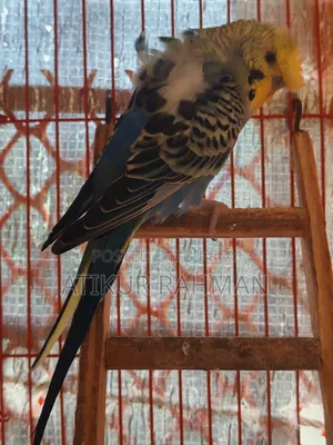 1 piece JP male bird for sale