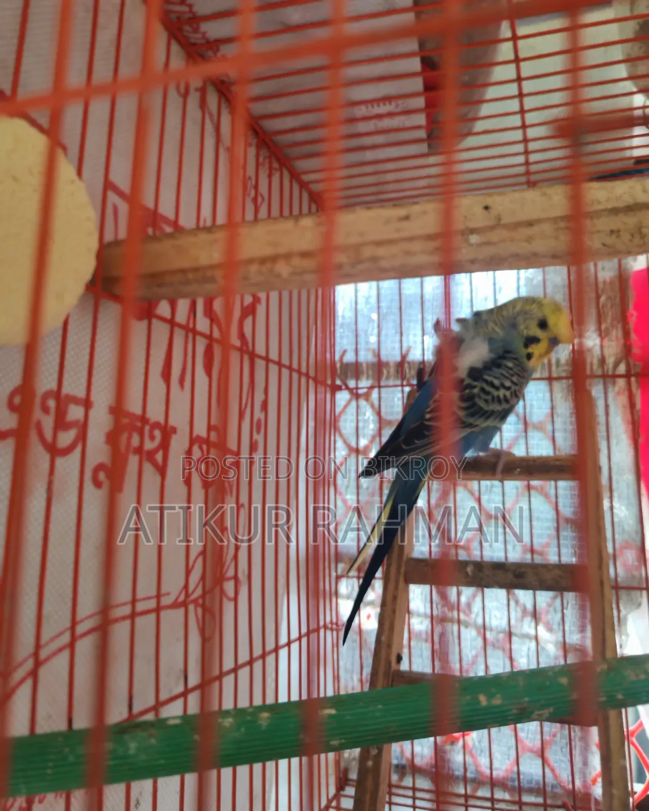 1 piece JP male bird for sale