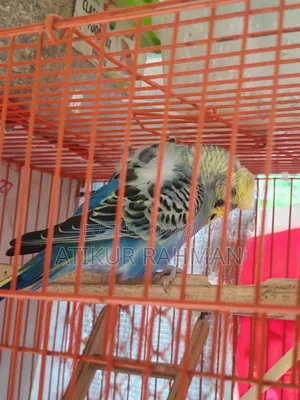 1 piece JP male bird for sale