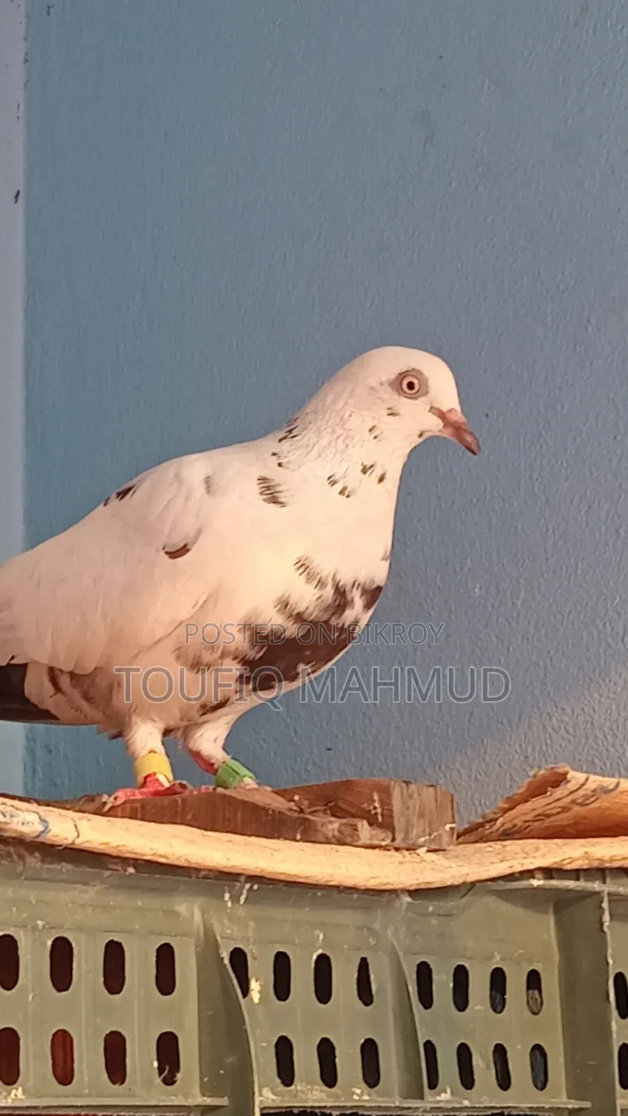 Single Giribaz Pigeon for sale.