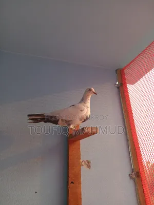 Single Giribaz Pigeon for sale.