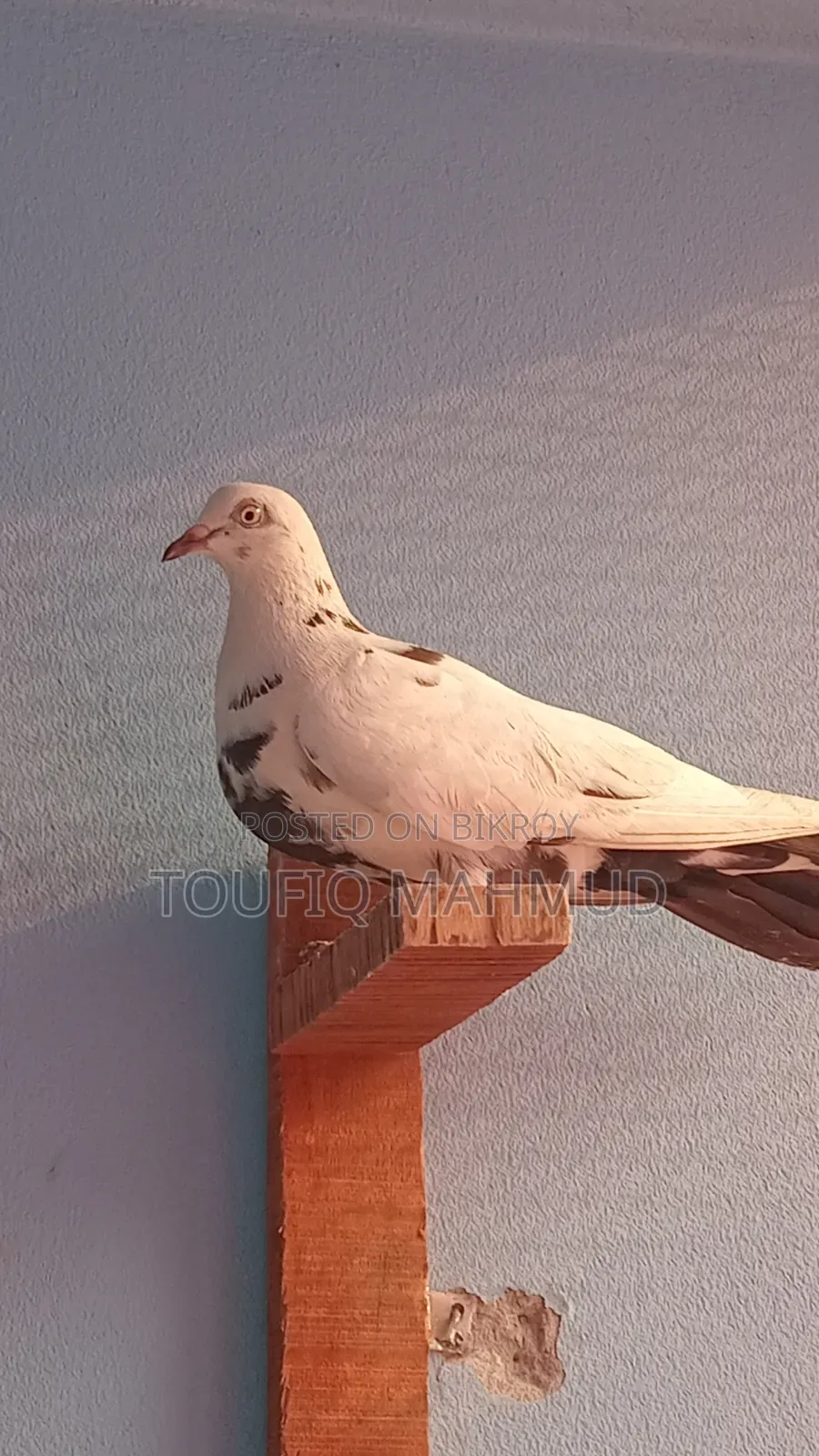 Single Giribaz Pigeon for sale.