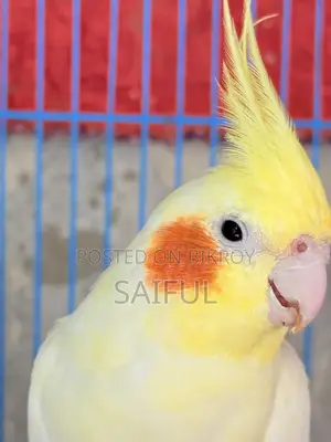 Cockatiel Breeding Pair