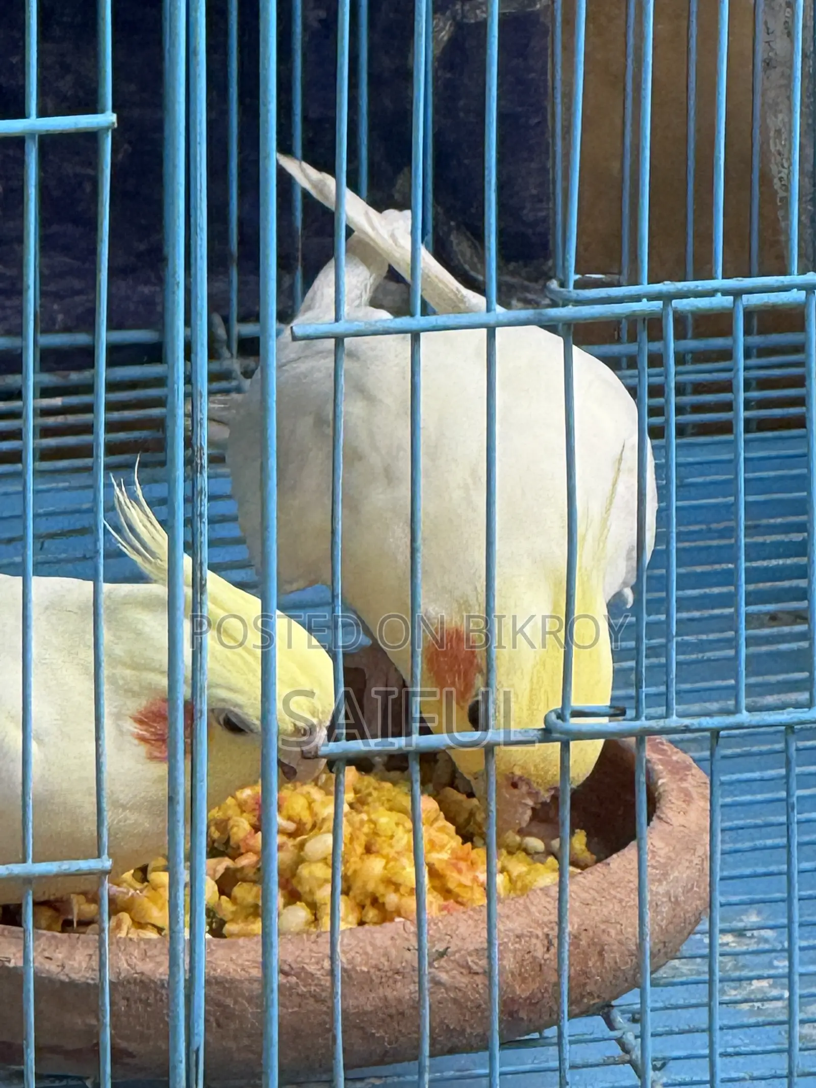 Cockatiel Breeding Pair
