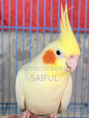 Cockatiel Breeding Pair