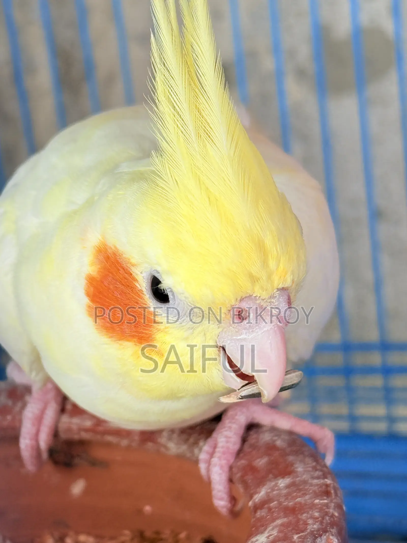 Cockatiel Breeding Pair