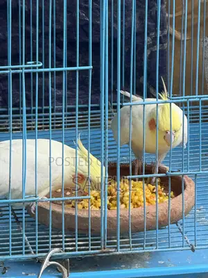 Cockatiel Breeding Pair