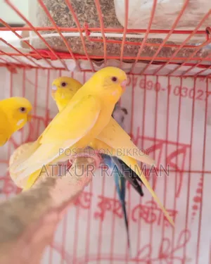 A pair of Lutino Red Eye Budgerigar birds for sale.