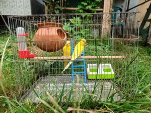 কিছু বাজরিকা পাখি