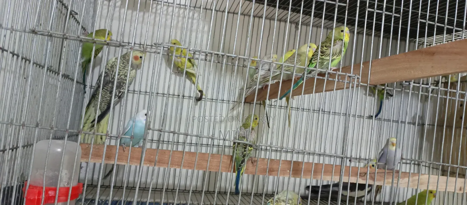 Budgerigar Baby