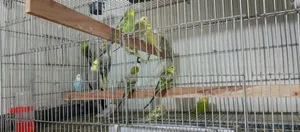 Budgerigar Baby